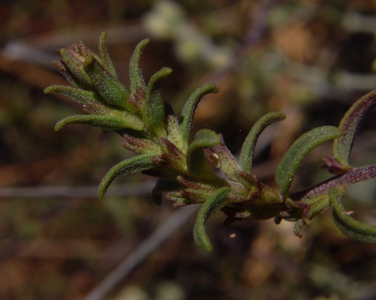 Odontites corsicus / Perlina sardo-corsa